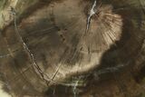 Triassic Petrified Wood (Woodworthia) Slab - Zimbabwe #78891-1